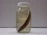 藏品(拉洋圓鰺)的圖片